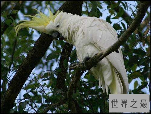 葵花鹦鹉大有来头，世界上最长寿的鹦鹉！