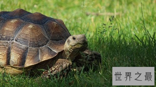 乌龟的饲养方法详细版，轻松养宠少烦恼！