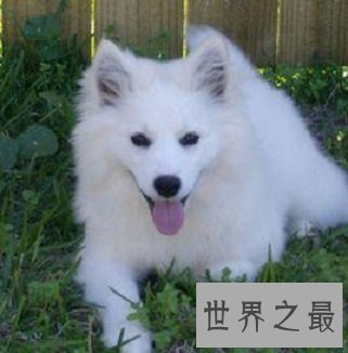 全球最耐寒的十种狗狗，其中有您家的爱犬吗？