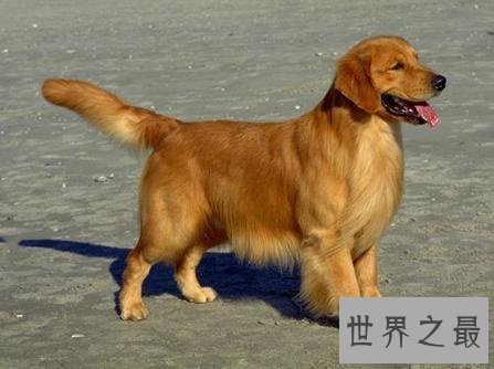 全球最耐寒的十种狗狗，其中有您家的爱犬吗？