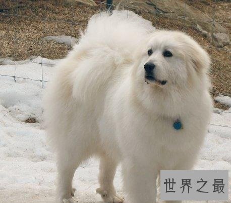 全球最耐寒的十种狗狗，其中有您家的爱犬吗？