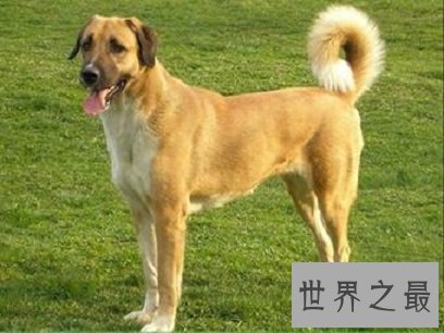 全球最耐寒的十种狗狗，其中有您家的爱犬吗？