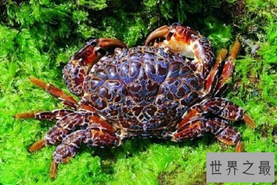 海洋十大毒物排行榜，一滴毒药就能杀死任何生物