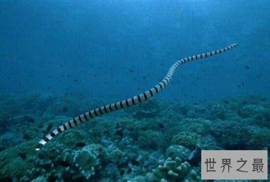 海洋十大毒物排行榜，一滴毒药就能杀死任何生物