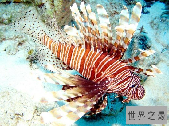 海洋十大毒物排行榜，一滴毒药就能杀死任何生物