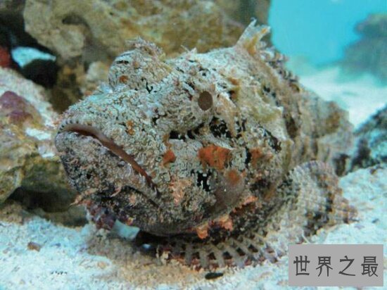 海洋十大毒物排行榜，一滴毒药就能杀死任何生物