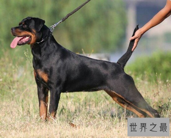 世界十大猛犬排名，第一的它是公认的犬中之王