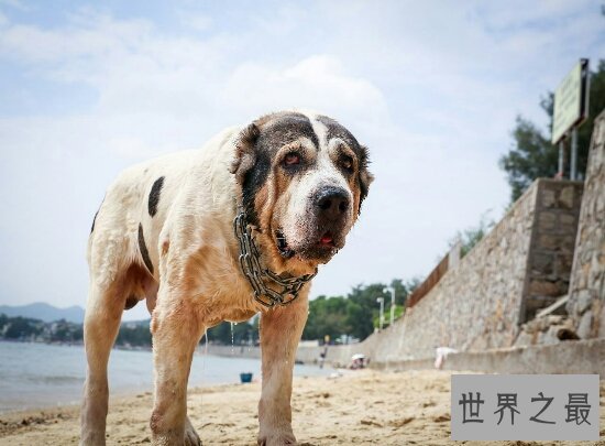 世界十大猛犬排名，第一的它是公认的犬中之王