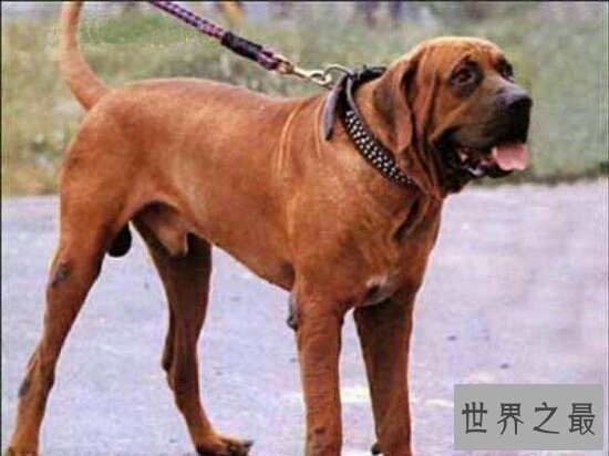 世界十大猛犬排名，第一的它是公认的犬中之王