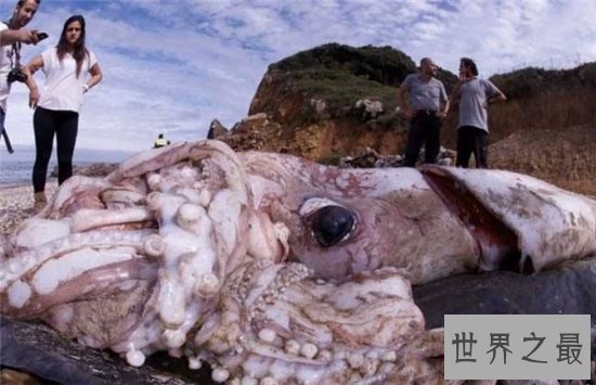 现在地球十大最强生物第一位蓝鲸，尾巴拍个海浪就会引起大型海啸