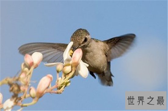 地球十大最可爱动物排行榜，（羊驼）这么可爱的生物竟然乱吐口水！