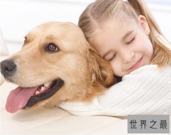 最适合家养的大型犬有哪些，“暖男”金毛绝对是最好陪伴