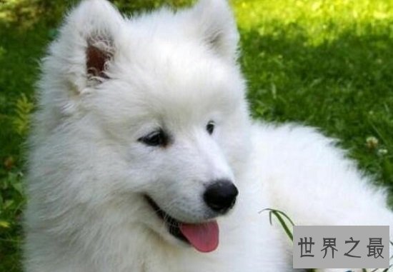 最适合家养的大型犬有哪些，“暖男”金毛绝对是最好陪伴