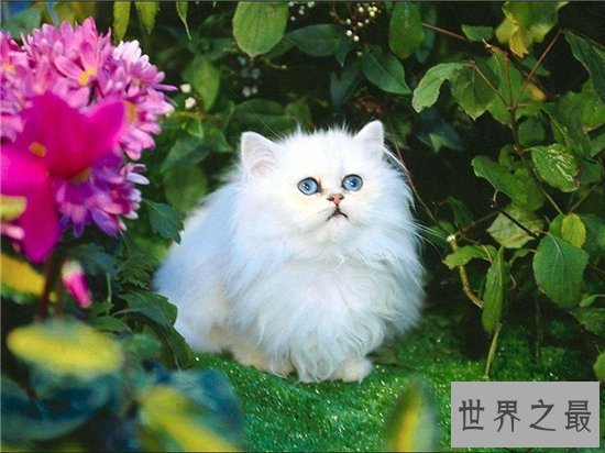 世界十大最受欢迎宠物猫品种 暹罗猫成为最热门短毛猫