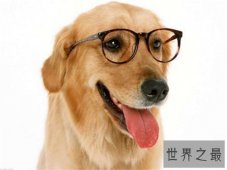 狗智商排名介绍 边境牧羊犬堪称最聪明的狗狗