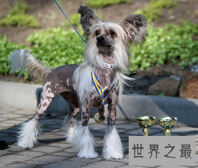 中国冠毛犬 不走寻常路的世界最丑狗狗