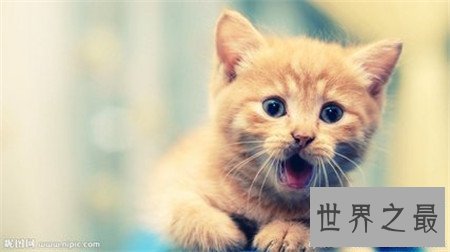 惊讶猫走红网络 惊讶表情让人疼爱