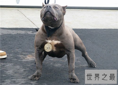 比特犬多少钱一只 家养比特犬合适吗