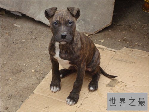 比特犬多少钱一只 家养比特犬合适吗