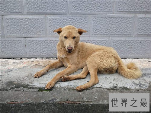 土狗是中华田园犬吗 土狗的历史由来是怎样