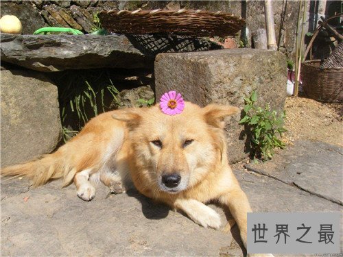 土狗是中华田园犬吗 土狗的历史由来是怎样