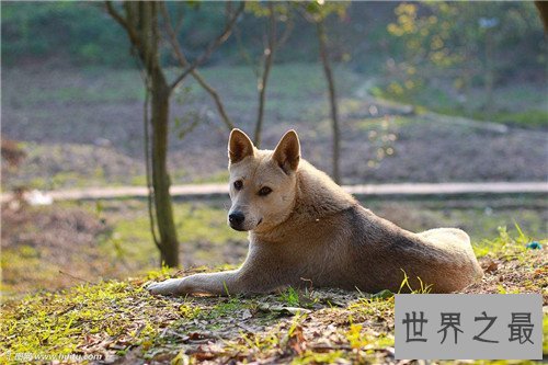 土狗是中华田园犬吗 土狗的历史由来是怎样