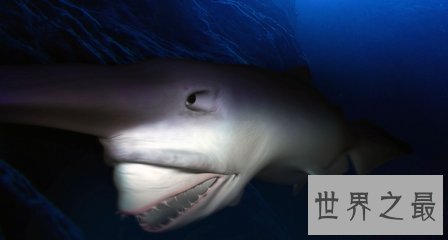 欧氏尖吻鲛 生物学家都不了解的海底动物