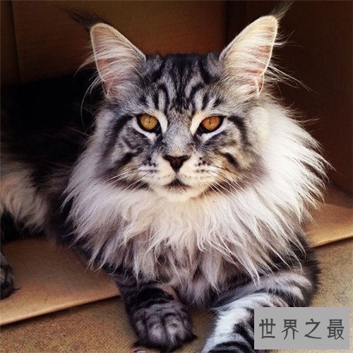 世界上最大的猫是什么品种 最长可达123厘米