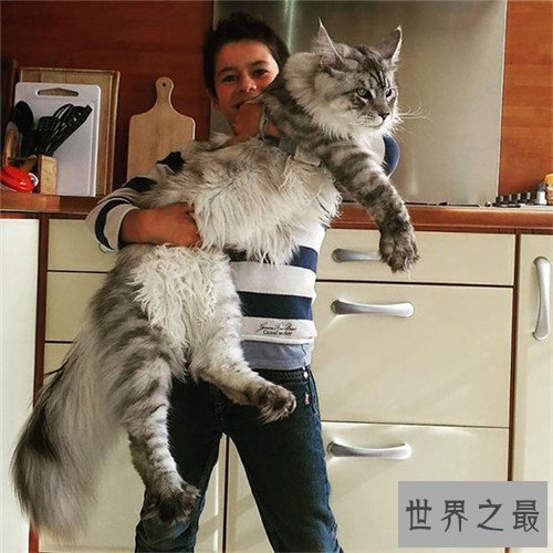 世界上最大的猫是什么品种 最长可达123厘米