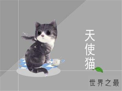 天使猫目击事件经过介绍 一种会飞的带翅膀猫