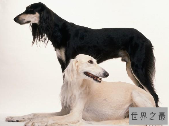 捷克狼犬居然是世界上最贵的狗