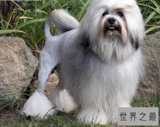 捷克狼犬居然是世界上最贵的狗