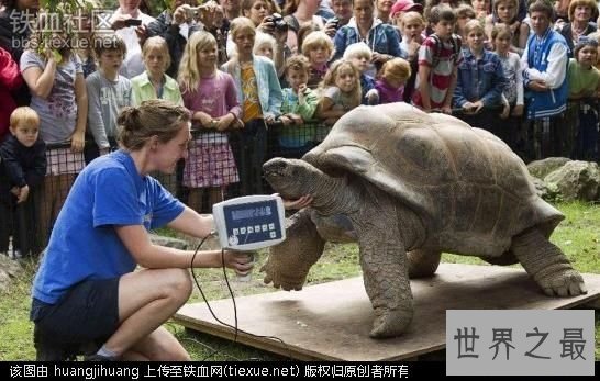 那些前所未见的最大神奇动物