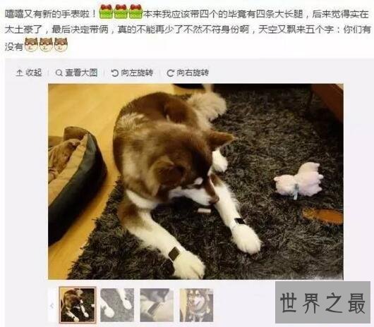 世界上最土豪的狗，王思聪的爱犬坐私人飞机出行