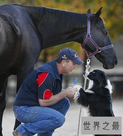 世界上最聪明的狗，边境牧羊犬智商最高会骑马