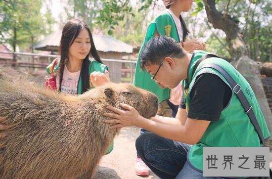 世界上最大的啮齿动物，水豚(140斤比人还高)