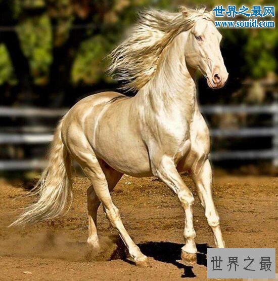 世界上最美的马，全身金闪闪身价高达几千万