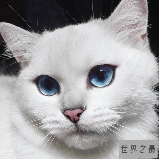 世界上最美的猫咪Coby，充满灵气蓝眼珠美哭43万人