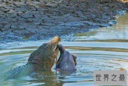 11岁女孩斗鳄鱼 骑背抠眼从鳄鱼嘴中救小伙伴