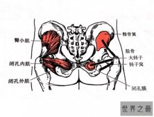 人体最大的肌肉是哪一块，屁股上的臀大肌