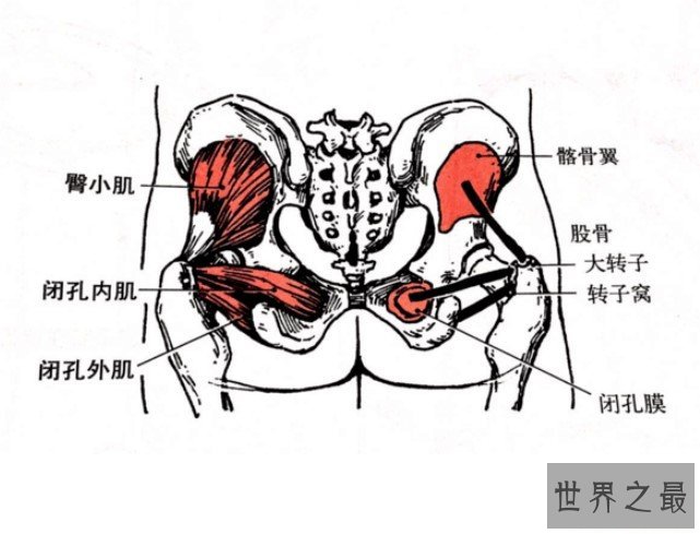 人体最大的肌肉是哪一块，屁股上的臀大肌