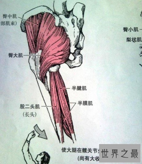 人体最大的肌肉是哪一块，屁股上的臀大肌