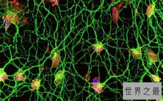 人体中最长的细胞，最长可达1米以上