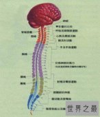 人体中最长的细胞，最长可达1米以上