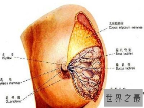 癌症之最，克服它们可以挽救无数家庭