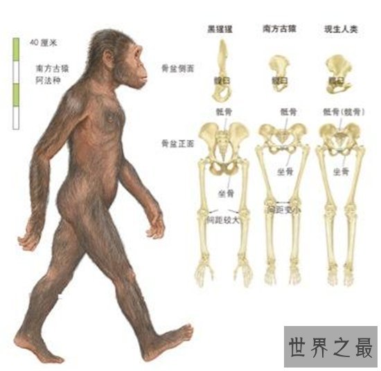 最早的人类，南方古猿曾经出现于5500000～1300000年之前！