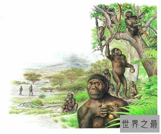 最早的人类，南方古猿曾经出现于5500000～1300000年之前！