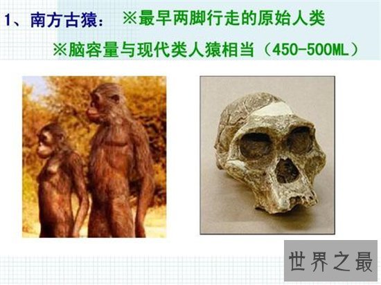 最早的人类，南方古猿曾经出现于5500000～1300000年之前！