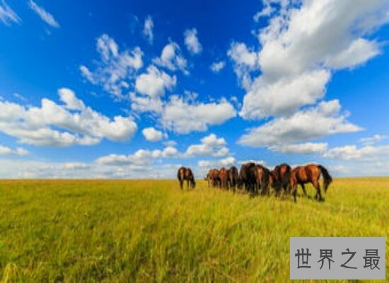 中国最大的城市——呼伦贝尔  呼伦贝尔大草原远近闻名