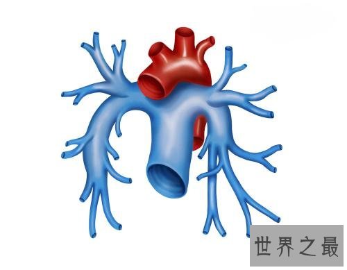 人体最大的器官是肝脏 最新发现的最大器官能分散癌症